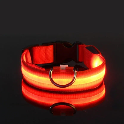 Safety & Visibility Light-Up Dog Collar