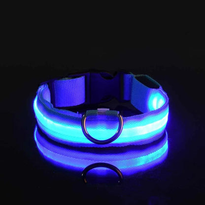 Safety & Visibility Light-Up Dog Collar