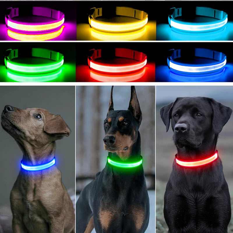 Safety & Visibility Light-Up Dog Collar
