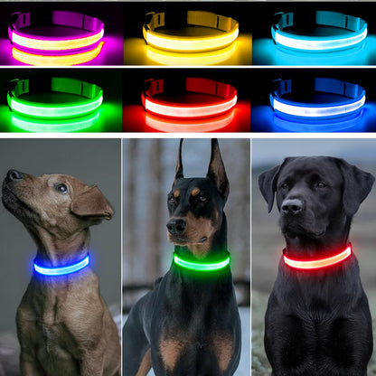 Safety & Visibility Light-Up Dog Collar
