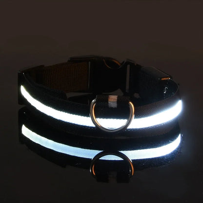 Safety & Visibility Light-Up Dog Collar