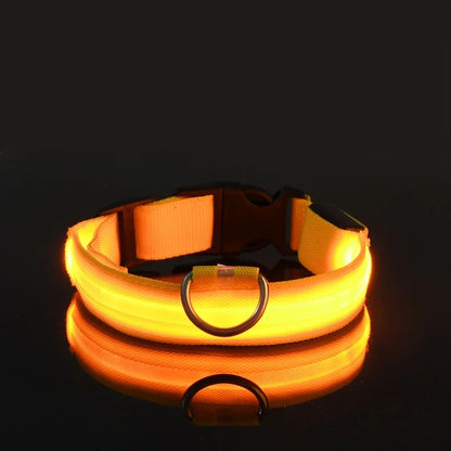 Safety & Visibility Light-Up Dog Collar