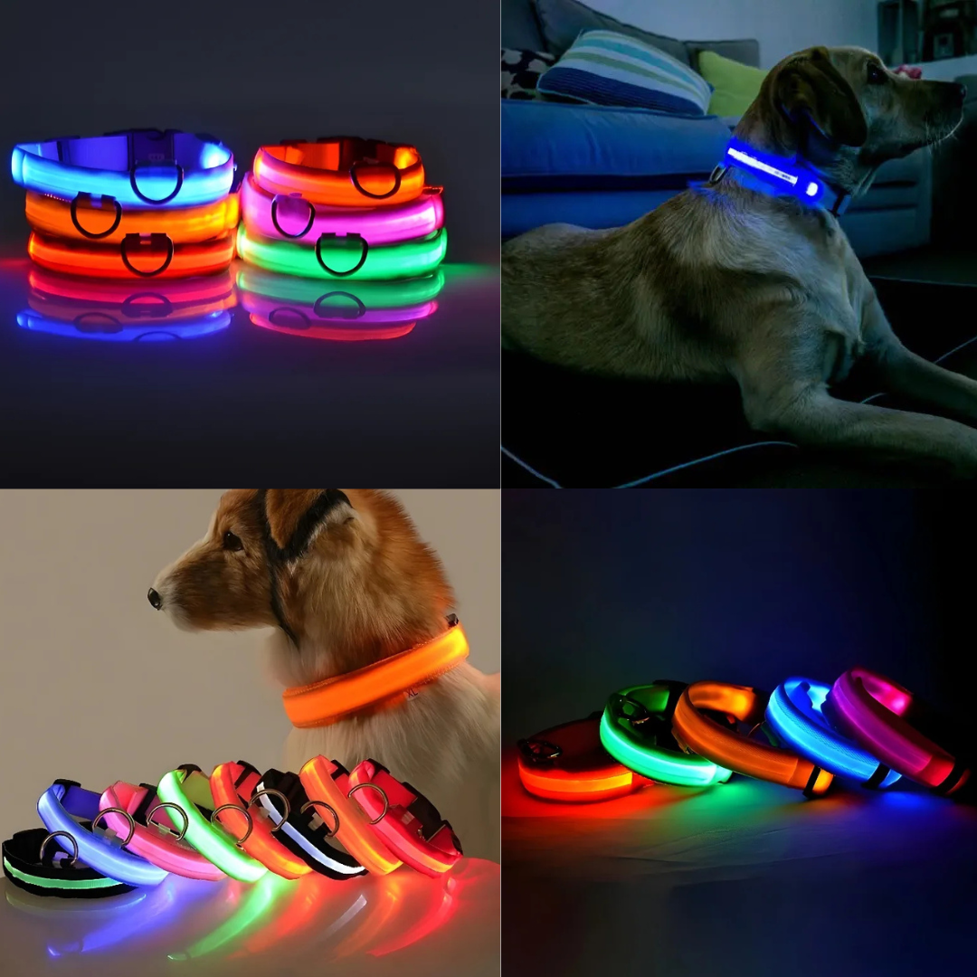 Safety & Visibility Light-Up Dog Collar