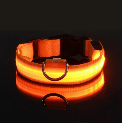 Safety & Visibility Light-Up Dog Collar